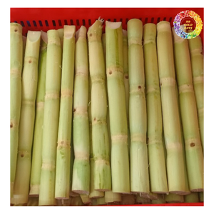 Best Selling IQF Frozen Sugarcane <b>Stick</b> And Juice with High Quality, Best Price For Frozen Sugarcane Juice For Export - Product Image 1