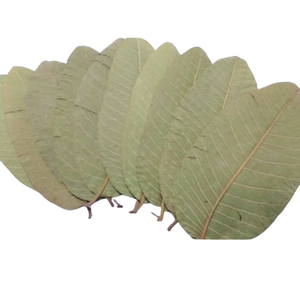 Prix de gros 100% Thé aux feuilles de goyave en sachet Thé aux feuilles de goyave biologique du Vietnam - Product Image 2