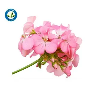 Wholesale 100% Natural Geranium Oil Private Label Custom Geranium Essential Oil Supplier From India