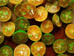 Fruta fresca Calamansi HP 0084 917 476 477 Citrus Delight Directo de Fuente - Product Image 3