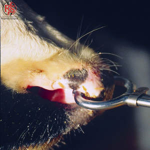 Support de bétail manuel en acier de qualité vétérinaire, équipement de manipulation du bétail en acier inoxydable, support de bétail en acier - Product Image 6