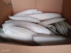 Conchas de mar naturales para la decoración del hogar y acuarios ideales para su reventa en una gran variedad de tamaños en diferentes colores. - Product Image 4