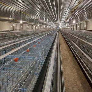 Équipement pour volailles volaille poulet ferme animal et équipement d'élevage de volailles - Product Image 3