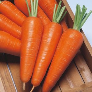 Carotte fraîche douce organique de haute qualité du Vietnam avec haute vitamine pour le marché de gros mondial - Product Image 2