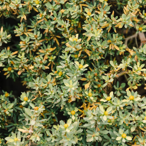 Gel nettoyant visage hydratant doux à la Portulaca Oleracea, développé en Corée, formule sans parabène, contrôle du sébum, nettoyage des pores, ODM/OBM - Product Image 4