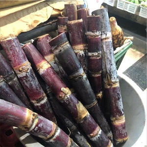 CALIDAD PREMIUM VENTA AL POR MAYOR PROVEEDOR DE CAÑA DE AZÚCAR MORADA CONGELADA VENTAS SUPERIORES EXPORTACIÓN A GRANEL OFERTA CALIENTE CAÑA DE JUGO NATURAL DE VIETNAM - Product Image 5