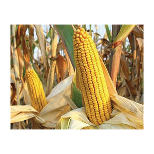 Maíz seco congelado de alta calidad/maíz amarillo dulce a granel, precio al por mayor Premium con envío rápido directo del proveedor - Product Image 1