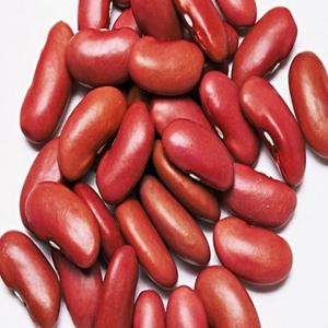 top grade red kidney beans /pinto beans sugar beans