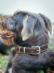 Collar de perro Rancher Deluxe, 32mm, Tan - Product Image 6