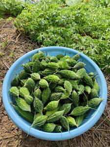 Best Price Healthy Diet Ingredient Dried <b>Bitter</b> Melon Whole <b>Fruit</b> Forest Variety from Vietnam - Product Image 6