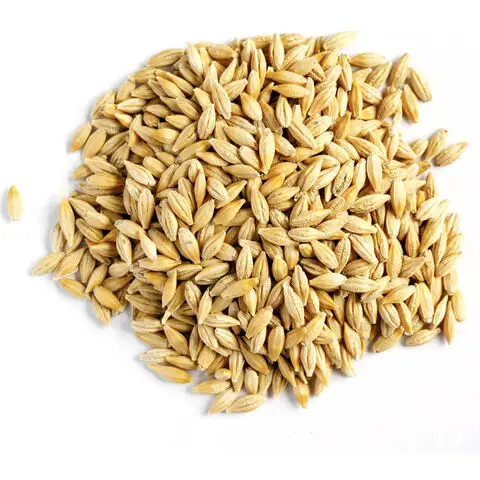 Top Quality Hot Selling Wholesale Barley Grains Best Price, Feed Barley, Barley for Animal and Human