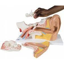 Modelo de oreja humana 3D de PVC biológico, oreja anatómica gigante para Educación Médica, recurso de enseñanza de oreja de plástico 3 veces ampliado - Product Image 3