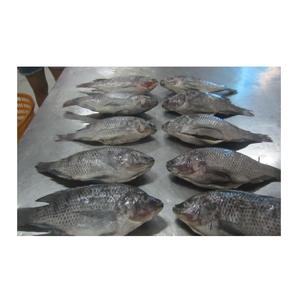Meilleures ventes de Tilapia noir congelé pour l'exportation - Product Image 1