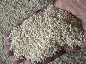 Semillas de Sésamo Tostadas para Panadería y Refrigerios, Producto Crujiente, Sabroso y Higiénico de un Proveedor Indio de Confianza - Product Image 5