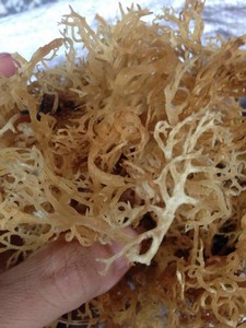 สาหร่ายทะเลทองคำขายดีจากเวียดนาม // คุณอเล็กซ์ ทรูง - Product Image 3