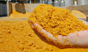 Polvo DDGS en bajo MOQ 100% Productos de alimentación de animales de buena calidad Aparato de alimentación de ganado en polvo DDGS original - Product Image 5