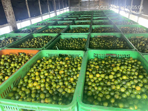HOT DEAL Frozen KUMQUAT JUICE From Vietnam Processed for Bulk Packaging for Food <b>Industry</b> Use - Product Image 3