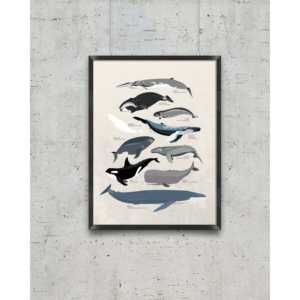 Póster de varias especies de ballenas con marco negro, decoración de pared - Product Image 4