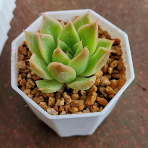 กระถางดอกไม้หินทรงแปดเหลี่ยมหนา6.8x6.8ซม. สำหรับบ้านโต๊ะในสวนหน้าต่างศาลาเวียดนาม - Product Image 2