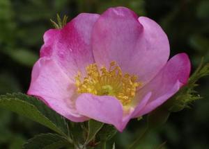 Fruits de cynorrhodon séchés de qualité supérieure pour les tisanes, les nutraceutiques et les applications cosmétiques, disponibles à un prix abordable - Product Image 4