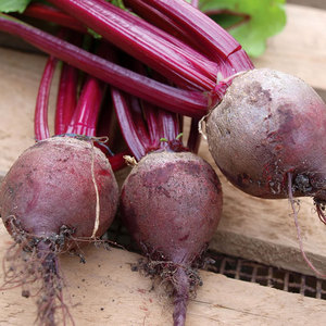Remolacha roja: verdura de uso común de gran venta, rica en nutrientes esenciales, hierro, fósforo y potasio - Product Image 2