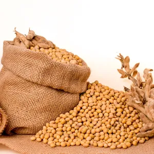 大豆优质非转基因黄豆干大豆种子非转基因大豆