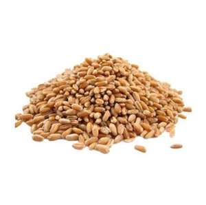 Té de cebada orgánico tostado, granos de cebada secos naturales, té de cebada a granel al por mayor, té de hierbas de cebada marrón - Product Image 2