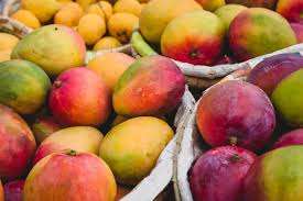 Mangue naturelle du fleuve Mékong au Vietnam, collation séchée moelleuse, meilleur prix pour les importateurs - Product Image 2