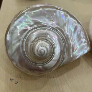 Material de Concha Natural Turbo marmoratus de Vietnam para Artesanías de Exhibición Interior de Primera Calidad con Acabado Decorativo Liso - Product Image 4