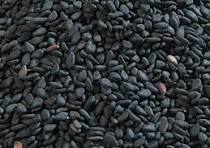 Sésamo negro natural sortex Producto agrícola Premium Sésamo de Gujarat Tezz o Sésamo negro personalizado - Product Image 5