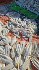 Os de seiche du Vietnam : solution d'approvisionnement en vrac offrant des prix de gros raisonnables et une offre prête à l'exportation - Product Image 5