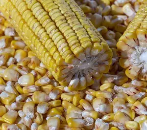 Großhandel Herstellung Bulk Kernel getrockneten gelben Mais zu verkaufen