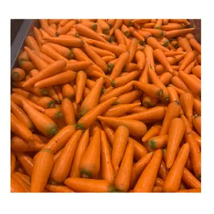 नई लाल गाजर स्माइल 2l 3l वाइटनम ताजा गाजर थोक लोकप्रिय सस्ते ओम/odm अनुकूलित बैग 99 सोने के डेटा से