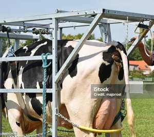 Caja para Vacas LIPHOCO LIP0024 de Acero Galvanizado, Fabricada en Vietnam, Certificación ISO 9001 y 1400, Fabricación OEM para Alojamiento de Vacas - Product Image 5