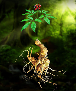 Rễ nhân sâm Linh Linh/thuốc tiên cao cấp của thiên nhiên/sản xuất tại Việt Nam - Product Image 5