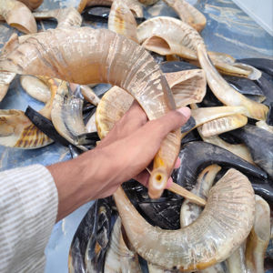 Cuernos de Shofar de Oveja 100% Calidad Premium, Acabado Natural a Precios Económicos por la Empresa de Fabricación India Crafts Galore - Product Image 1