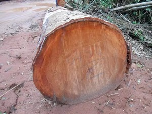 บันทึกไม้เนื้อแข็ง Sapele พรีเมี่ยมสำหรับขาย Sapele logs พรีเมี่ยม - Product Image 3