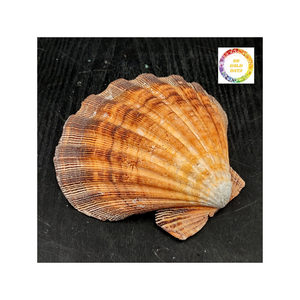 2025 conchas de vieiras naturales al por mayor conchas de mar de Vietnam ideales para decoración artesanal y boda de playa por 99 Gold Data - Product Image 4