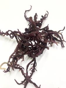 Algue cartilagineuse violette naturelle, produits de qualité Peut être utilisé de nombreuses façons Mary - Product Image 5