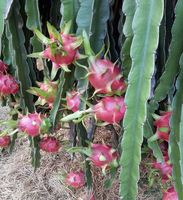 Premium Exportkwaliteit Natuurlijk Vers Drakenfruit Van Vietnam Voor Dessert-En Drankenfabrikanten