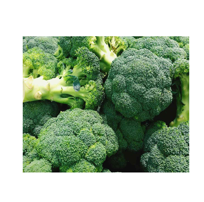 Wholesale Fresh Broccoli for Sale at Cheap Prices High Quality Fresh Broccoli Available in Bulk for Export and Local Markets