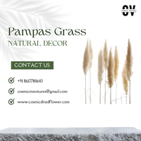 Bunga Kering Pampas Cosmic Berkualitas Premium Populer Ramah Lingkungan untuk Dekorasi Dalam/Luar Ruangan DIY Thanksgiving Rumah Kantor