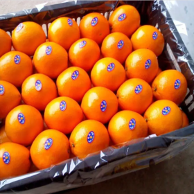 Mandarina natural 98% Nobiletin - Product Image 2