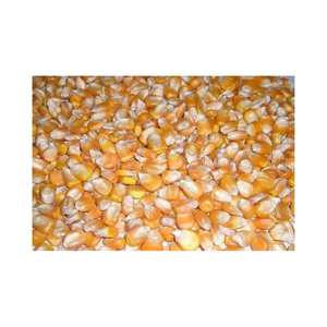 Maíz amarillo 100% Natural, grano de maíz amarillo de alta calidad, Son La mejor oferta, venta al por mayor - Product Image 2