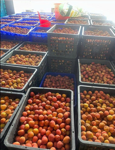 Longan seco de primera calidad y lichi de Vietnam de alto valor nutricional, ideal para mezclas de té y bocadillos saludables - Product Image 2