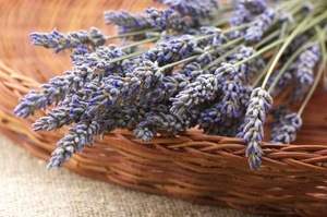 100% Natural <b>Dried</b> <b>Lavender</b> Bundles 18 Inches Long 300 Stems <b>Lavender</b> <b>Dried</b> Flowers <b>Lavender</b> Flowers <b>Dried</b> Dry <b>Lavender</b> Flower - Product Image 5