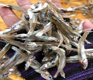 AUTHENTIQUE VIETNAM FRUITS DE MER POISSON D'ANCHOIS SÉCHÉS BON MARCHÉ DU VIETNAM AVEC UN GRAND PRIX FRUITS DE MER CHAUDS 2024 TOM - Product Image 5