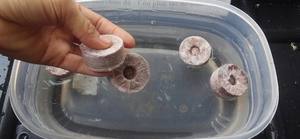 Coco Grow Discs Coir pellets Composite Plant Cover en Beige/ Natural Coir Fiber Pellet de 99 GD Vietnam - Product Image 4