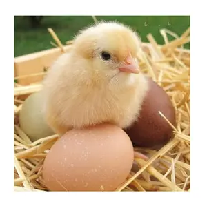 Day-Old Broiler Hatching Eggs for Hatcheries