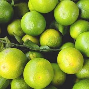 Naranjas Navel Frescas de Primera Calidad, Alto Grado Premium, Alto Contenido de Brix 12%+, Alto Contenido de Jugo, Certificadas para Exportación - Product Image 2